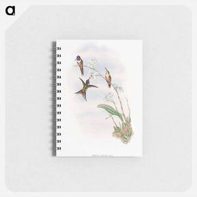 アートメモ帳-The Family of Hummingbirds
 - ジョン グールド Memo.
