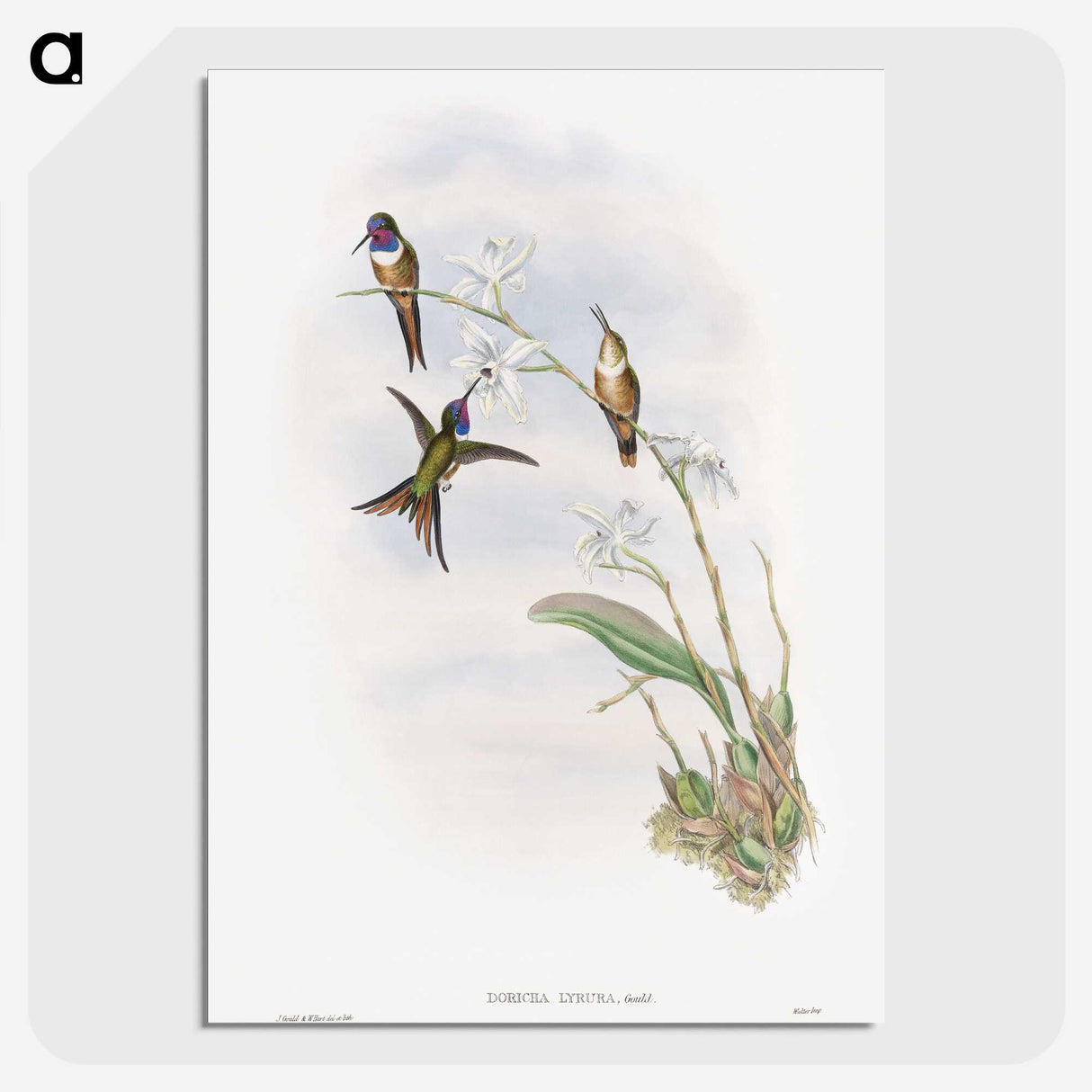 1-31_John-Gould_picture-crop