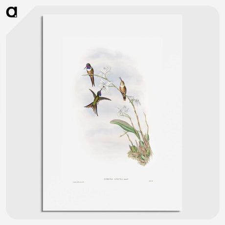 1-31_John-Gould_picture