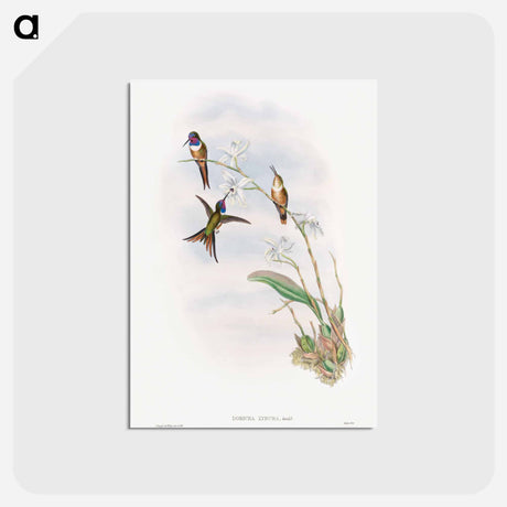 アートポストカード-The Family of Hummingbirds
 - ジョン グールド Postcard.