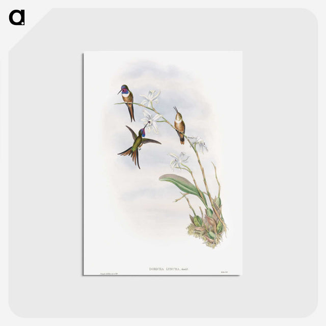 1-31_John-Gould_postcard