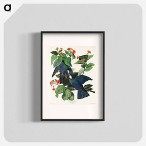 アートポスター-White-crowned Pigeon
 - ジョン ジェームス オーデュボン Poster.