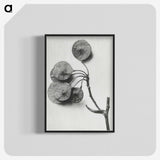 1-31_Karl-Blossfeldt_blk-crop