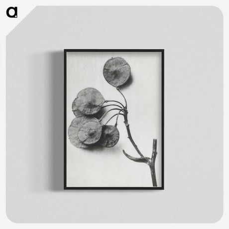 1-31_Karl-Blossfeldt_blk-crop