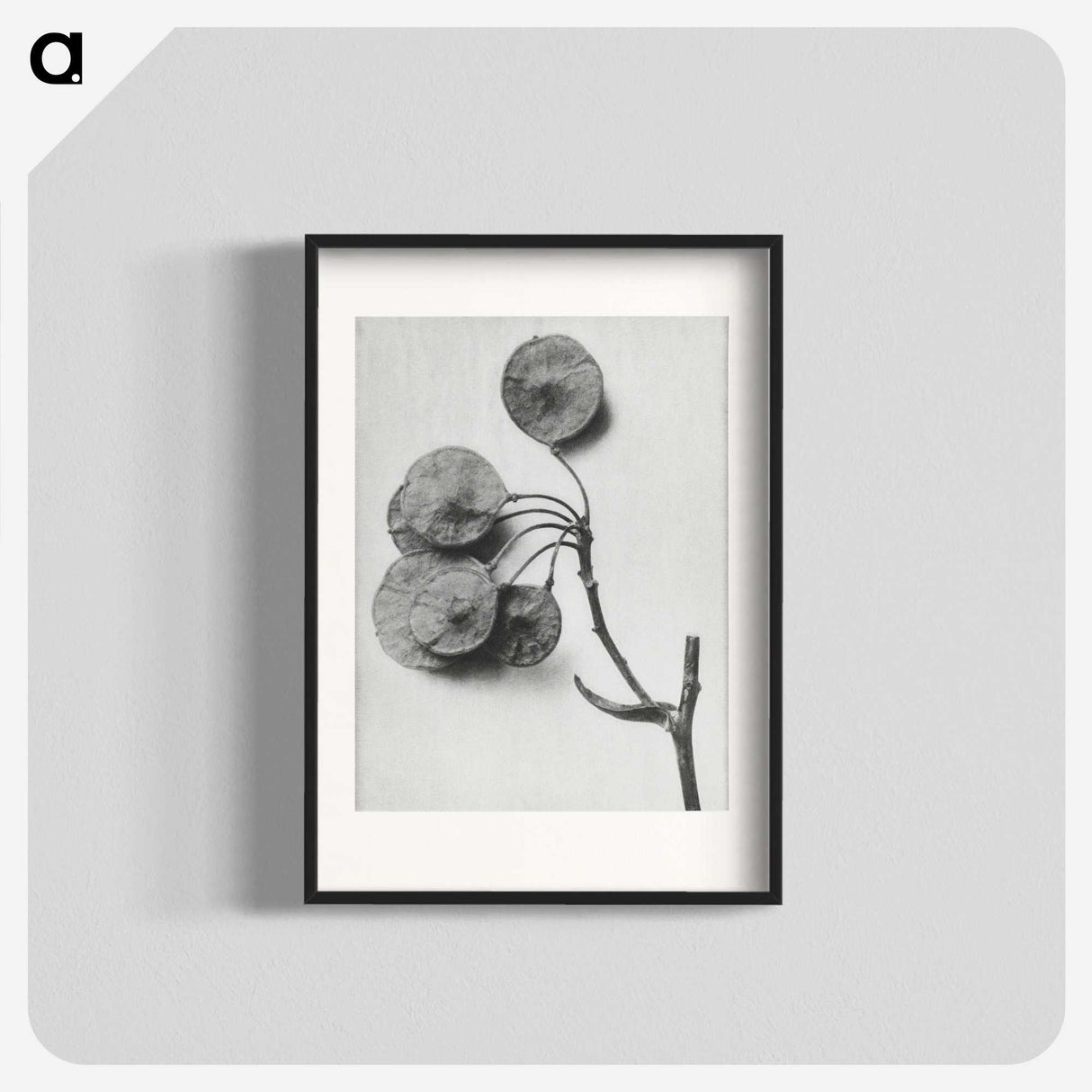1-31_Karl-Blossfeldt_blk