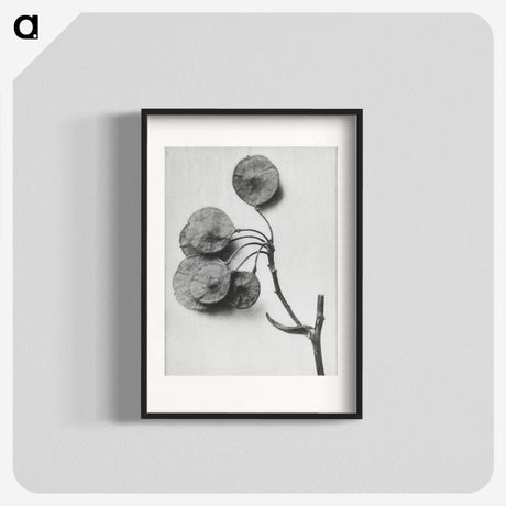 1-31_Karl-Blossfeldt_blk