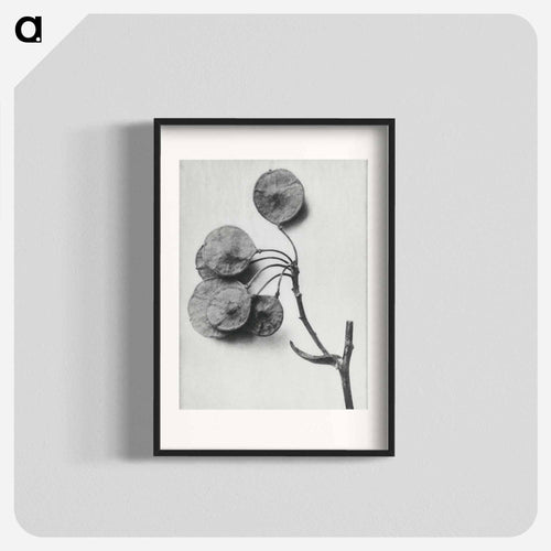 Ptelea Trifoliata (Common Hoptree) - カール ブロスフェルト Poster.