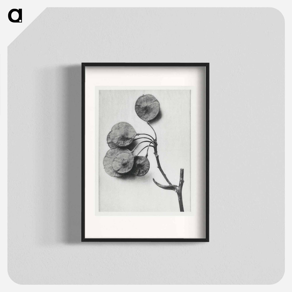 Ptelea Trifoliata (Common Hoptree) - Karl Blossfeldt Poster.
