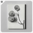 1-31_Karl-Blossfeldt_canvas
