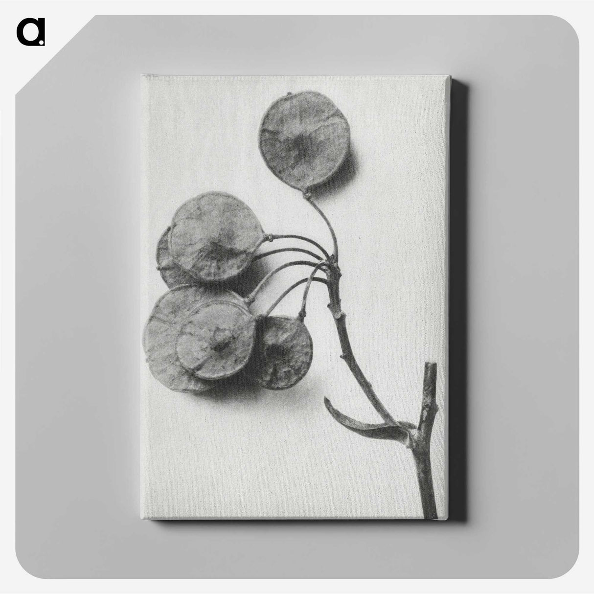 1-31_Karl-Blossfeldt_canvas