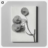 1-31_Karl-Blossfeldt_canvas