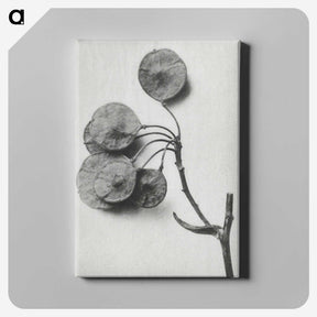 1-31_Karl-Blossfeldt_canvas