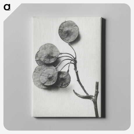 1-31_Karl-Blossfeldt_canvas