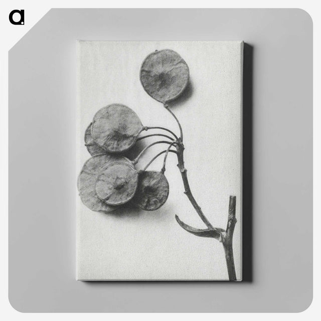1-31_Karl-Blossfeldt_canvas