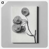 アートパネル-Ptelea Trifoliata (Common Hoptree) - カール ブロスフェルト Canvas.