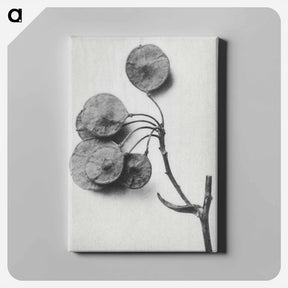 アートパネル-Ptelea Trifoliata (Common Hoptree) - カール ブロスフェルト Canvas.