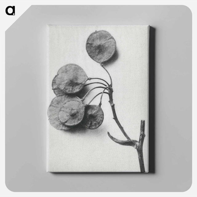 アートパネル-Ptelea Trifoliata (Common Hoptree) - カール ブロスフェルト Canvas.