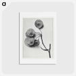 アートポストカード-Ptelea Trifoliata (Common Hoptree) - カール ブロスフェルト Postcard.