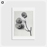 アートポストカード-Ptelea Trifoliata (Common Hoptree) - カール ブロスフェルト Postcard.