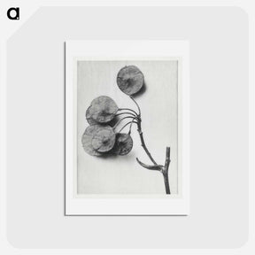 アートポストカード-Ptelea Trifoliata (Common Hoptree) - カール ブロスフェルト Postcard.