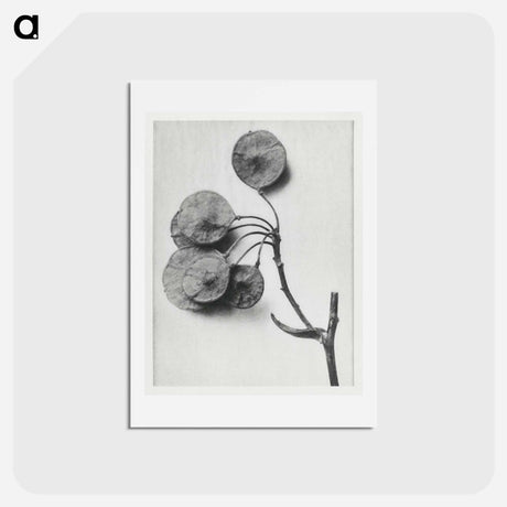 アートポストカード-Ptelea Trifoliata (Common Hoptree) - カール ブロスフェルト Postcard.