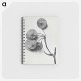 1-31_Karl-Blossfeldt_memo