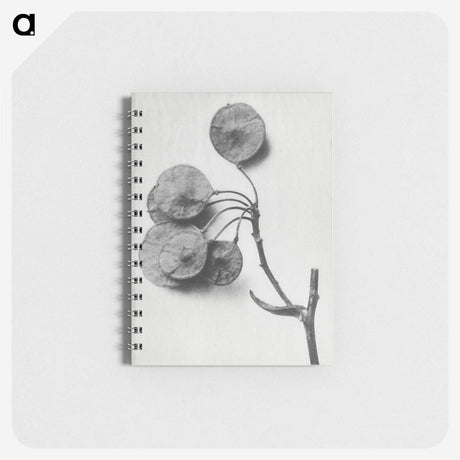 1-31_Karl-Blossfeldt_memo