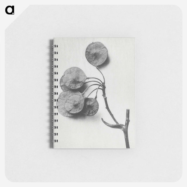 1-31_Karl-Blossfeldt_memo