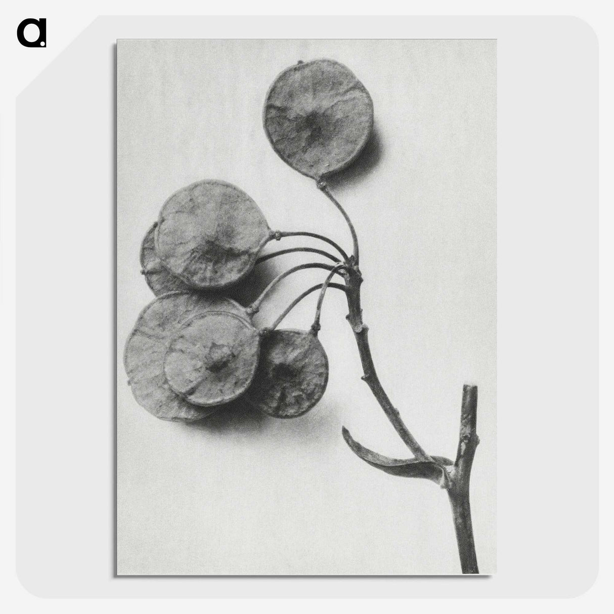 1-31_Karl-Blossfeldt_picture-crop