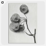 1-31_Karl-Blossfeldt_picture-crop