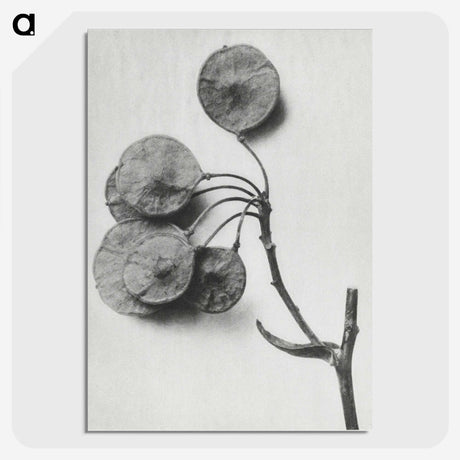 1-31_Karl-Blossfeldt_picture-crop