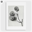 1-31_Karl-Blossfeldt_picture