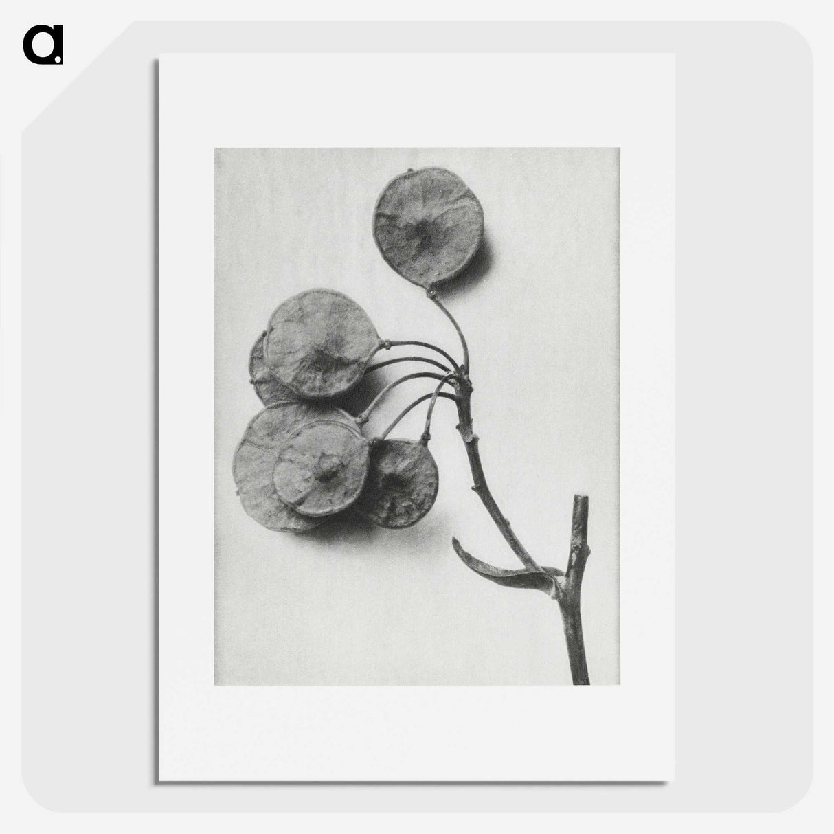 1-31_Karl-Blossfeldt_picture