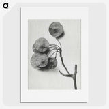 1-31_Karl-Blossfeldt_picture