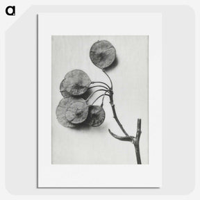 1-31_Karl-Blossfeldt_picture