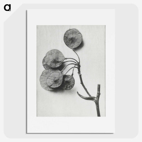 1-31_Karl-Blossfeldt_picture