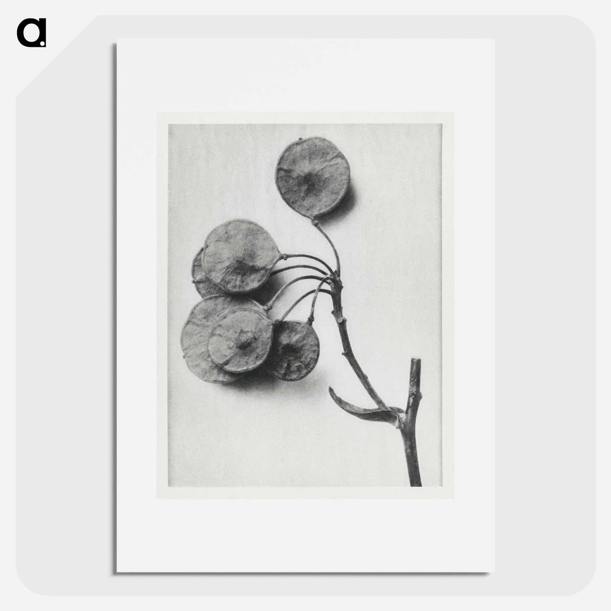 Ptelea Trifoliata (Common Hoptree) - Karl Blossfeldt Poster.