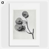 Ptelea Trifoliata (Common Hoptree) - Karl Blossfeldt Poster.