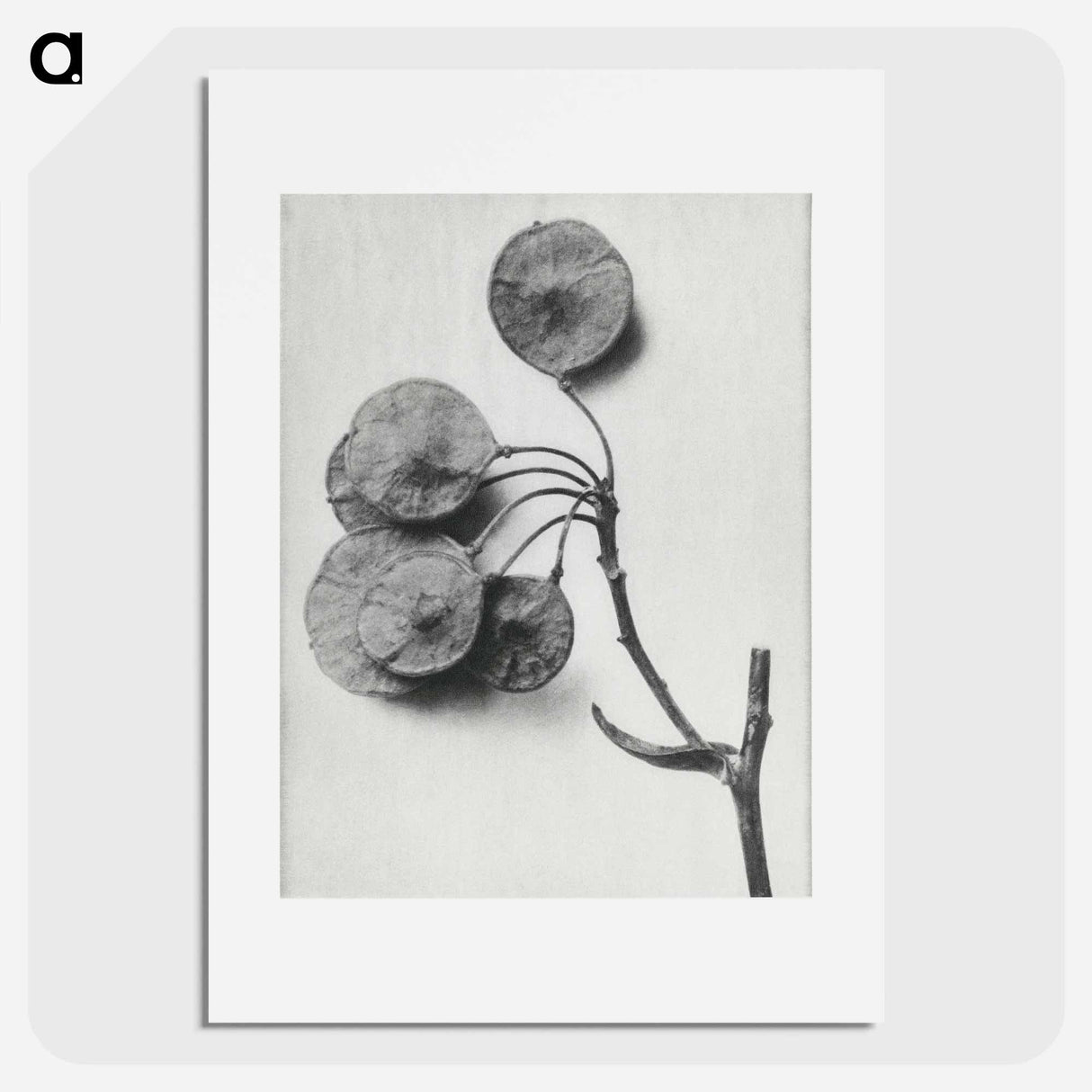 Ptelea Trifoliata (Common Hoptree) - カール ブロスフェルト Poster.