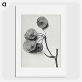 Ptelea Trifoliata (Common Hoptree) - カール ブロスフェルト Poster.