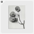 1-31_Karl-Blossfeldt_postcard