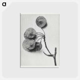 アートポストカード-Ptelea Trifoliata (Common Hoptree) - カール ブロスフェルト Postcard.