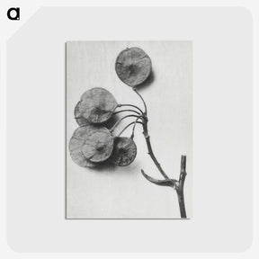 1-31_Karl-Blossfeldt_postcard