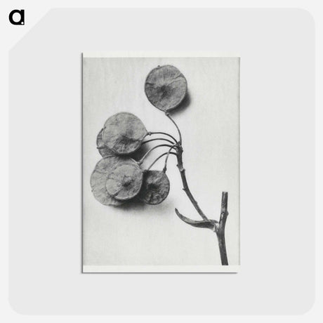 アートポストカード-Ptelea Trifoliata (Common Hoptree) - カール ブロスフェルト Postcard.