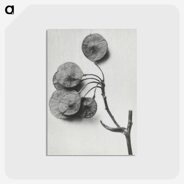 1-31_Karl-Blossfeldt_postcard