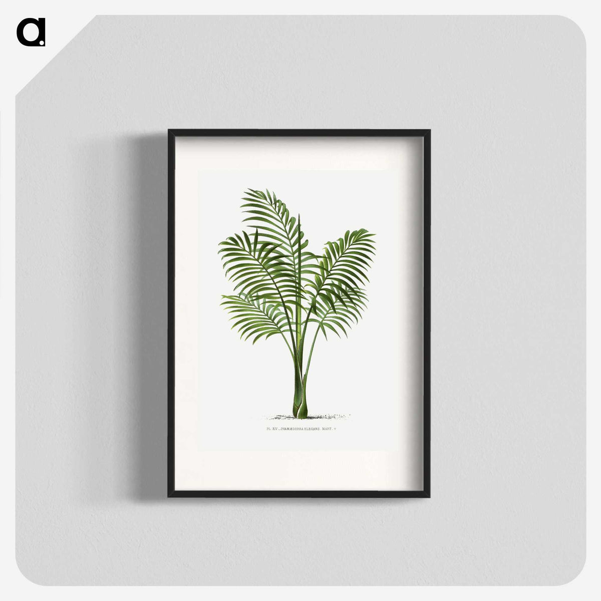 1-31_Les-Palmiers-Histoire-Iconographique_blk