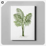 1-31_Les-Palmiers-Histoire-Iconographique_canvas