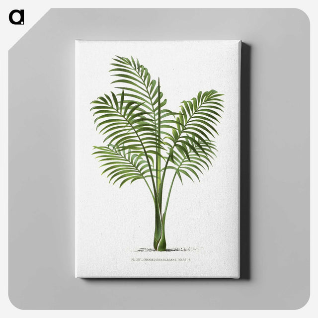 1-31_Les-Palmiers-Histoire-Iconographique_canvas