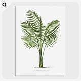 1-31_Les-Palmiers-Histoire-Iconographique_picture-crop