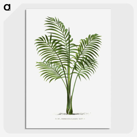 1-31_Les-Palmiers-Histoire-Iconographique_picture-crop